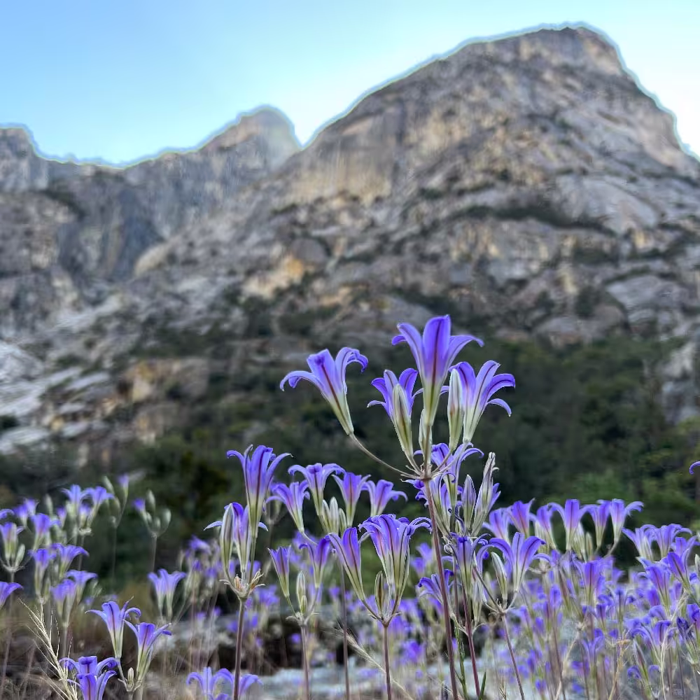 A patch of brodiea lily sits below a granite mountain.