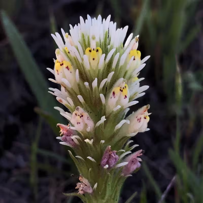A rare species of paintbrush clsoe up. Flowers look like three tubes fused together with spots on the end.