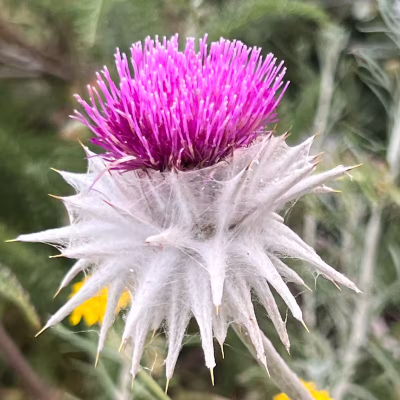 A cobweb thistle has long exaggerated spikes growing beneath and around a large collection flowers.