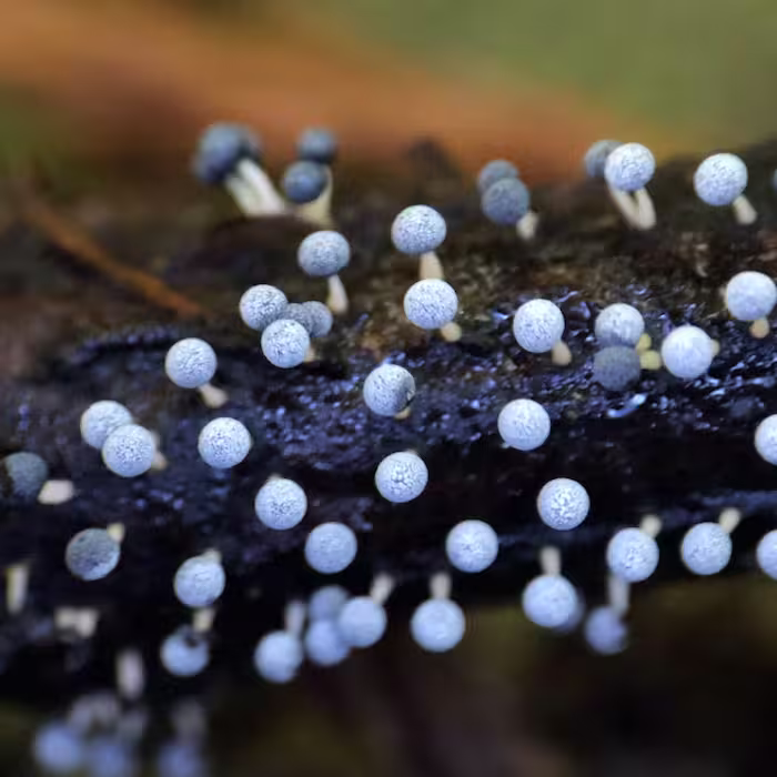 Slimemold fruiting bodies, with small net like sphere a top a stem, emerge uniformly from a damp stick.