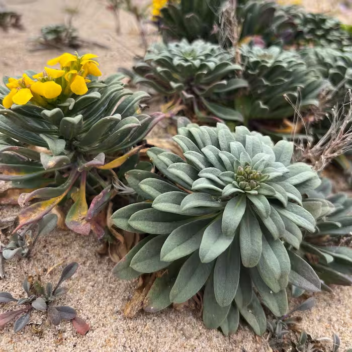 A small plant with smooth leaves that grow around in a spiral like shape growing in a sand dune.